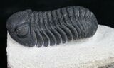 Phacops Trilobite From Morocco #10105-1